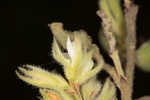 Hairy lespedeza